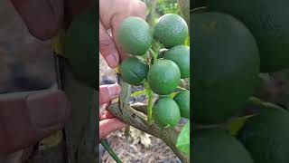 Thai Patti Lemon Tree Grafting Tips