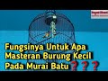 Masteran Burung Kecil Untuk Murai Batu Fungsi Nya Untuk Apa❓️