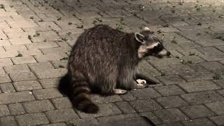 I Filmed a Raccoon