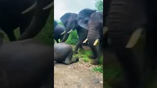 Wildlife Elephant 🐘#wildlife #elephant #shorts #wildlifeelephant @Dreamviewsites360