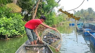 ചെമ്പല്ലി കൂട്#arfishing #fishing #youtube #fishingfreakz 🐟🐠🦈🐟🐠