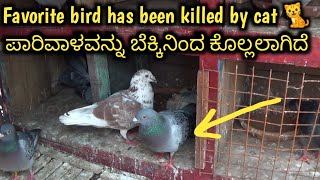 Cat killed my female breeder | ಬೆಕ್ಕು ನನ್ನ ಹೆಣ್ಣು ಪಾರಿವಾಳವನ್ನು ಕೊಂದಿತು |  BREEDER BIRD IS NO MORE .