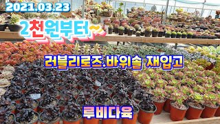 (루비다육1탄)2천원부터/러블리로즈 바위솔 재입고/2만이상택배가능 010 5895 1110(korean succulent plants)