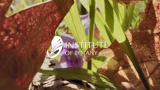 Institute of Botany of the Czech Academy of Sciences