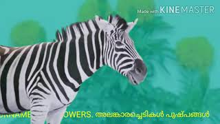 ORNAMENTAL  PLANTS/FLOWERS/ അലങ്കാര സസ്യങ്ങൾ/പുഷ്പങ്ങൾ