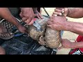 Woow!!🐲world 1st rescue indian pangolin 😍subscribe🙏🙏trengalin