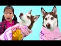 Jannie and Eric Play with a Husky Dog | Kids Take Care of Dogs with Food and Toys