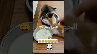 الجوع وحش 😜😜😜#حياتنا البسيطه قناة الفرفشه