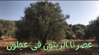 عصرنا الزيتون فى عجلون - الأردن