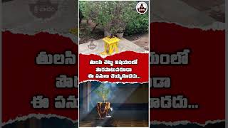 తులసి చెట్టు విషయం లో పొరపాటున కూడా ఈ పనులు చేయకూడదు..