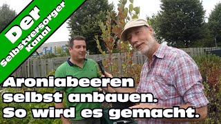 Aroniabeeren im Hobbygarten richtig anbauen. Tipps vom Fachmann.