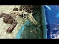 魚を食べるアオウミガメ