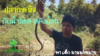 🐠EP.13 ตกปลาหมายธรรมชาติ //ตกปลา แม่น้ำ หลังบ้าน||ตอน !!กระทิงบุก!!HD[ โมชิ #Fishing Moshi ]