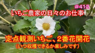 定点観測いちご、２番花開花（いつ収穫できるか楽しみです）　いちご農家の日々のお仕事　＃４１２