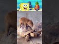 The sponge and the capybara.