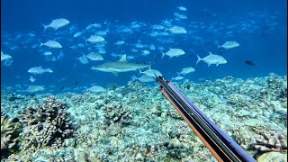 SURF \u0026 SPEARFISHING / FRENCH POLYNESIA