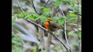 ソウシチョウの鳴き声　6月