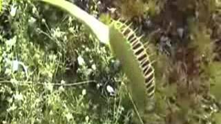 Carnivorous plants Eating Different Animals