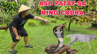 King Cobra sinalakay hunter na aso Patay...Nanghahabol na ng tao