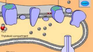 Light Dependant Reactions of Photosynthesis Animation