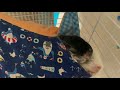 【チンチラ】のんきなぽん助 u0026ちょび助　chinchilla