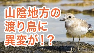 野鳥専門家も絶句、山陰の渡り鳥に異変…突然の大群飛来は何を意味するのか2017.10.18