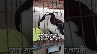 কালো লাহরী কবুতর | Black Lahore pigeon | Fancy pigeon farm | Lahore pigeon price in Bangladesh