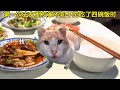 【猫meme】第一次去女朋友家不知不觉吃了四碗饭 猫meme 猫meme小剧场 cat cute 女朋友