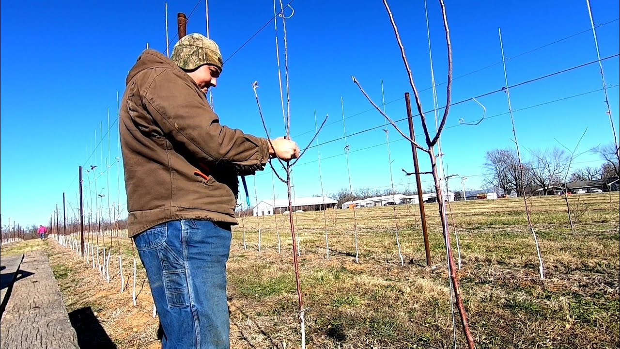 Apple Tree Training On High Density Youtube