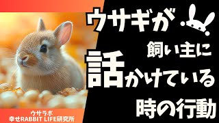 うさぎが飼い主に話しかけてる時に見せる行動