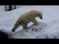 北海道賞雪之旅旭川旭山動物園大雪山國立公園夫妻瀑布冰之美術館2022 12 03 04