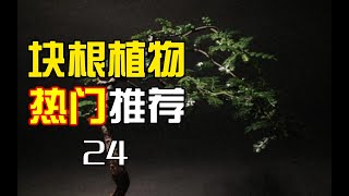 块根植物热门推荐-列加漆树Operculicarya decaryi【小新玩儿个球】