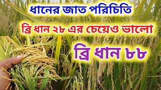 ধানের আধুনিক জাত / ধান চাষ / বোরো ধানের জাত/ ব্রি ধান ৮৮ /Dhan Chas