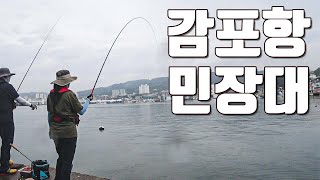 [다리tv] 지금 감포에서 뭐가 잡힐까? 민장대 생활낚시!!!