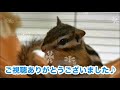 シマリスの赤ちゃんをお迎えしたらこんな感じです！！！