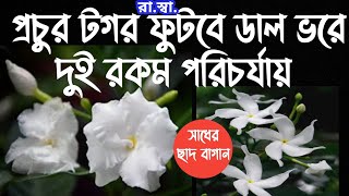 টগর গাছে প্রচুর ফুল আনতে এই জৈব বা রাসায়নিক যেকোনো একটি পরিচর্যা করুন আর কামাল দেখুন।