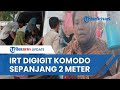 Emak-emak di Pulau Rinca Digigit Komodo sepanjang 2 Meter saat Jemur Ikan, Darah Bercucuran