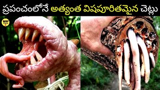 Top 10 most dangerous trees in the world🤯 |Dangerous Trees😯 Facts Telugu |MBP FACTS