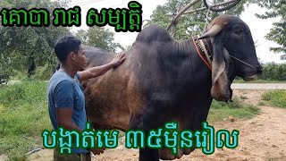 គោបា រាជសម្បត្ដិ បង្កាត់មេ ៣៥មុឺនរៀល