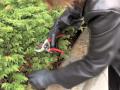 Prunethis: How to prune shrubs like Juniper and Arborvitae