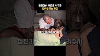 반려견이 새로운 식구를 받아들이는 과정