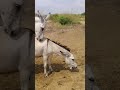 #donkey #youtubeshorts #shortvideo #donkeyrescue