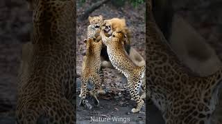 Aged lion get attecked by Leopards #leopard #lion #nature #wildlife #shortfeed #animals #animalworld