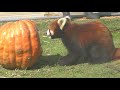 ハロウィーンかぼちゃで餌を食べるレッサーパンダ みさき公園 2017年11月4日