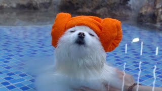 Pomeranian is melting in K-Spa water.