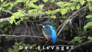 Der Eisvogel