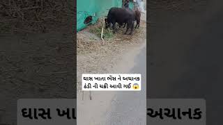 ઘાસ ખાતા ભેંસ ને અચાનક ઠંડી ની ચક્રી આવી ગઈ 😱 #trending #viral #Reels #funny