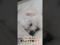 もうすぐお散歩デビューだからハーネスに慣れよう作戦🐶🩷 shorts チワマル パピー かわいい犬 ハーネス