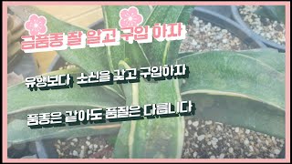 문의010-7459-9915   귀한 금품종들과 앞으로 선보일 품종 하나씩 소개 영상 올립니다 たにくしょくぶつ succulent 多肉植物