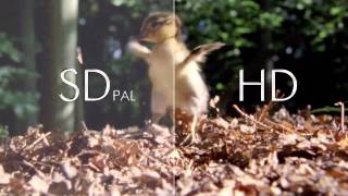 1 SD VS HD